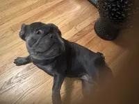 Blue Ivy (Booba), a female French Bulldog for sale in San Jose, CA – Photo 5 of 5