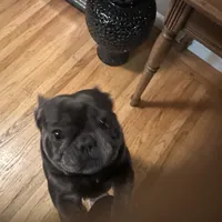 Blue Ivy (Booba), a female French Bulldog for sale in San Jose, CA – Photo 3 of 5