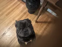 Blue Ivy (Booba), a female French Bulldog for sale in San Jose, CA – Photo 3 of 5