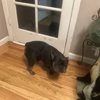 Blue Ivy (Booba), a female French Bulldog for sale in San Jose, CA – Photo 2 of 5