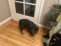 Blue Ivy (Booba), a female French Bulldog for sale in San Jose, CA – Photo 2 of 5