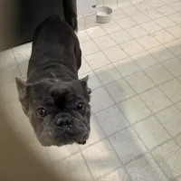 Blue Ivy (Booba), a female French Bulldog for sale in San Jose, CA – Photo 1 of 5