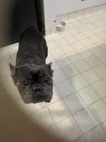 Blue Ivy (Booba), a female French Bulldog for sale in San Jose, CA – Photo 1 of 5