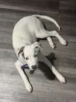 Koda, a male American Pit Bull Terrier and Labrador Retriever for sale in Charlotte, NC – Photo 3 of 10