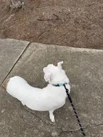 Koda, a male American Pit Bull Terrier and Labrador Retriever for sale in Charlotte, NC – Photo 7 of 10