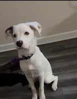 Koda, a male American Pit Bull Terrier and Labrador Retriever for sale in Charlotte, NC – Photo 1 of 10