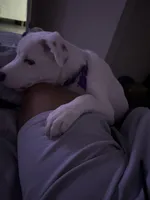 Koda, a male American Pit Bull Terrier and Labrador Retriever for sale in Charlotte, NC – Photo 4 of 10