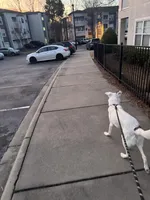 Koda, a male American Pit Bull Terrier and Labrador Retriever for sale in Charlotte, NC – Photo 6 of 10