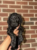 Cleo, a male Poodle - Standard  for sale in Lynchburg, VA – 1 of 1