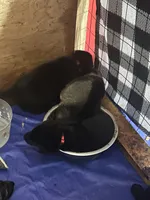 Valkyrie , a female German Shepherd Dog for sale in Saraland, AL – Photo 3 of 4