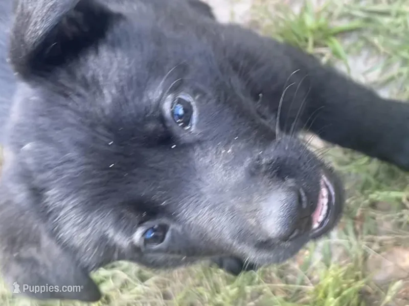 Valkyrie  – German Shepherd Dog puppy for sale in Saraland, AL