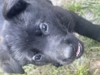 Valkyrie , a female German Shepherd Dog for sale in Saraland, AL – Photo 1 of 4