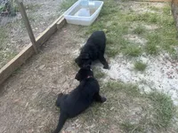 Valkyrie , a female German Shepherd Dog for sale in Saraland, AL – Photo 2 of 4