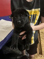 Odin, a male German Shepherd Dog for sale in Saraland, AL – Photo 3 of 4