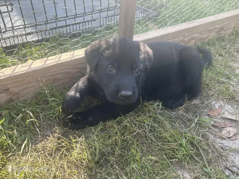 Odin – German Shepherd Dog puppy for sale in Saraland, AL