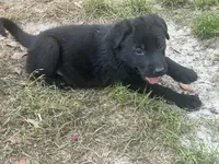 Odin, a male German Shepherd Dog for sale in Saraland, AL – Photo 2 of 4