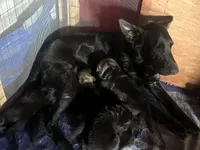 Odin, a male German Shepherd Dog for sale in Saraland, AL – Photo 4 of 4