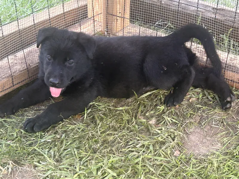 Titan – German Shepherd Dog puppy for sale in Saraland, AL