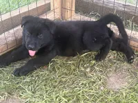 Titan, a male German Shepherd Dog for sale in Saraland, AL – Photo 1 of 4