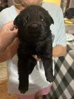 Titan, a male German Shepherd Dog for sale in Saraland, AL – Photo 2 of 4