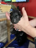 Titan, a male German Shepherd Dog for sale in Saraland, AL – Photo 3 of 4