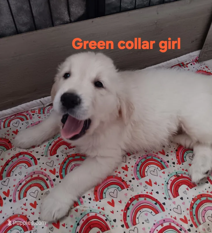 Light green – English Cream Golden Retriever puppy for sale in Fairfield, CA
