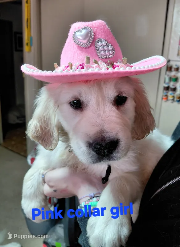 Pink – English Cream Golden Retriever puppy for sale in Fairfield, CA