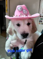 Pink, a female English Cream Golden Retriever for sale in Fairfield, CA – 1 of 1