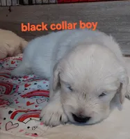 Black collar, a male English Cream Golden Retriever for sale in Fairfield, CA – 2 of 2