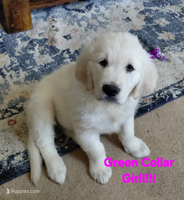 Light green – English Cream Golden Retriever puppy for sale in Fairfield, CA