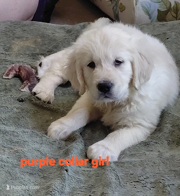 Purple durple – English Cream Golden Retriever puppy for sale in Fairfield, CA