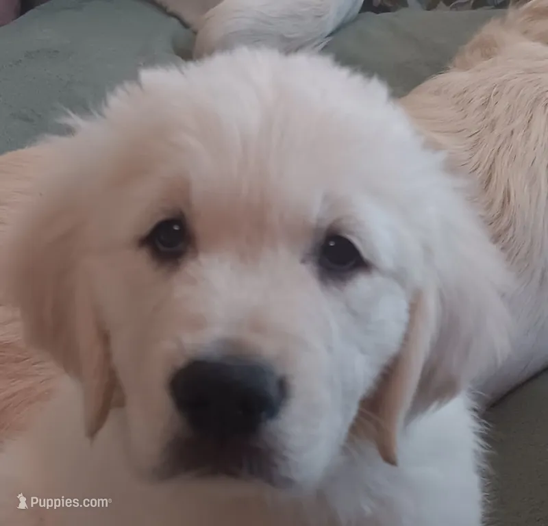 Purple durple – English Cream Golden Retriever puppy for sale in Fairfield, CA