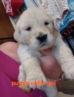 Purple durple, a female English Cream Golden Retriever for sale in Fairfield, CA – 1 of 2