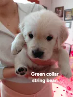 String Bean, a male English Cream Golden Retriever for sale in Fairfield, CA – Photo 2 of 2