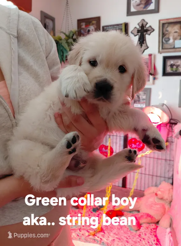 String Bean, a male English Cream Golden Retriever for sale in Fairfield, CA – Photo 1 of 2