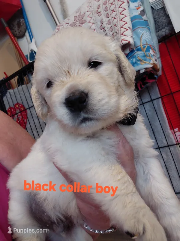 Black collar – English Cream Golden Retriever puppy for sale in Fairfield, CA