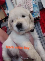 Black collar, a male English Cream Golden Retriever for sale in Fairfield, CA – 1 of 2
