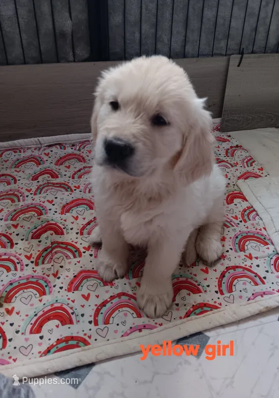 Yellow.. Honey bun – English Cream Golden Retriever puppy for sale in Fairfield, CA