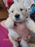 Purple durple, a female English Cream Golden Retriever for sale in Fairfield, CA – 2 of 2