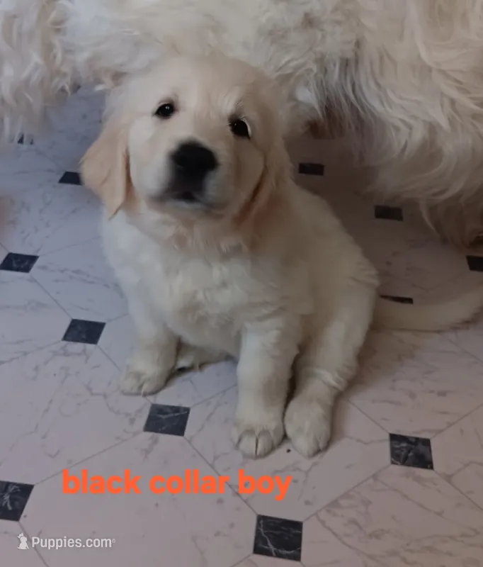 Black collar – English Cream Golden Retriever puppy for sale in Fairfield, CA
