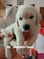 Pumpkin head, a male English Cream Golden Retriever for sale in Fairfield, CA – Photo 1 of 2