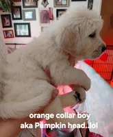 Pumpkin head, a male English Cream Golden Retriever for sale in Fairfield, CA – Photo 2 of 2