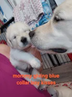 Blue, a male English Cream Golden Retriever for sale in Fairfield, CA – 2 of 2