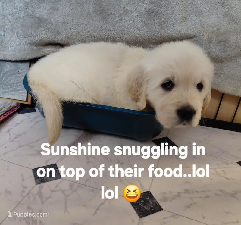 Sunshine – English Cream Golden Retriever puppy for sale in Fairfield, CA