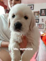 Sunshine, a female English Cream Golden Retriever for sale in Fairfield, CA – Photo 3 of 3