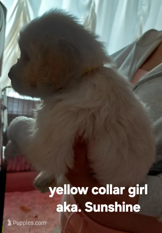 Sunshine – English Cream Golden Retriever puppy for sale in Fairfield, CA