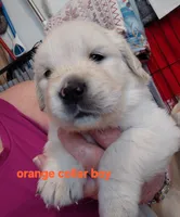 Orange , a male English Cream Golden Retriever for sale in Fairfield, CA – 1 of 2