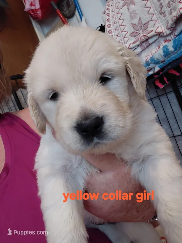 Yellow.. Honey bun – English Cream Golden Retriever puppy for sale in Fairfield, CA