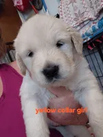 Yellow.. Honey bun, a female English Cream Golden Retriever for sale in Fairfield, CA – 1 of 2