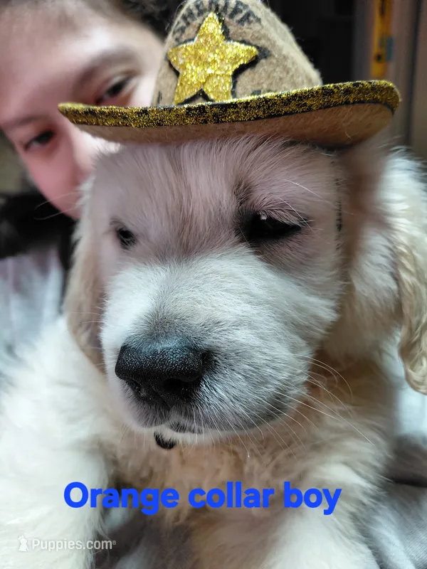 Orange collar – English Cream Golden Retriever puppy for sale in Fairfield, CA